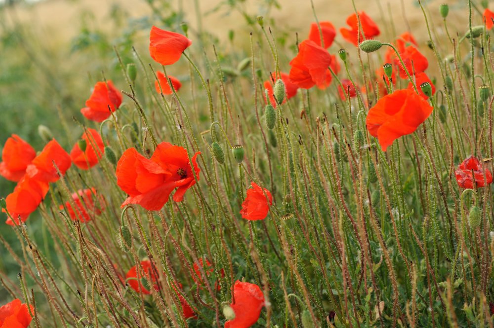 Mohnblumen (&copy; Susanne Mölle )