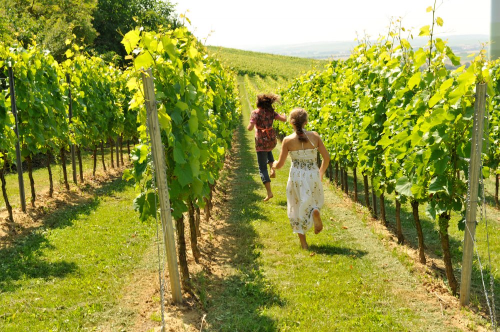 Sommer-im-Weinberg (&copy; Susanne Mölle )