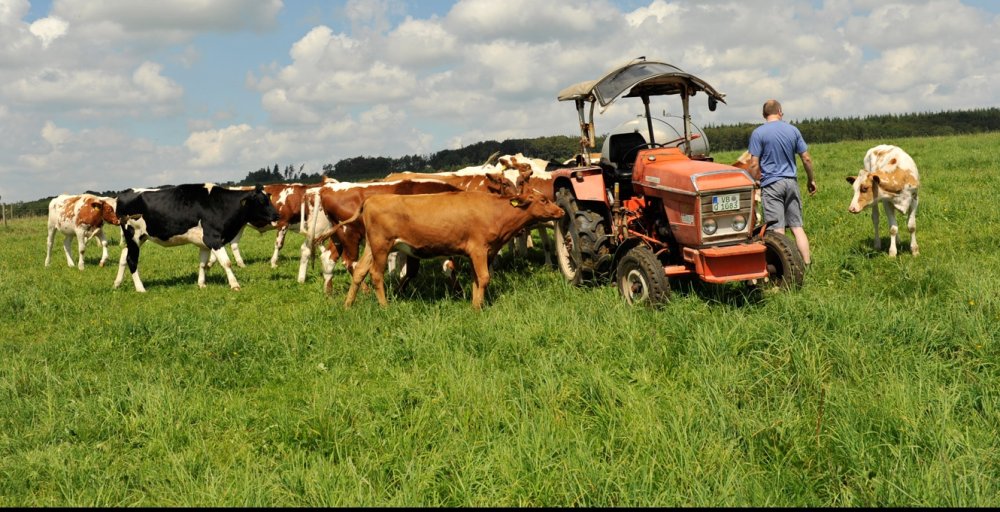 milchkheaufderweide_ausschnitt_1330x681 (&copy; Susanne Mölle )