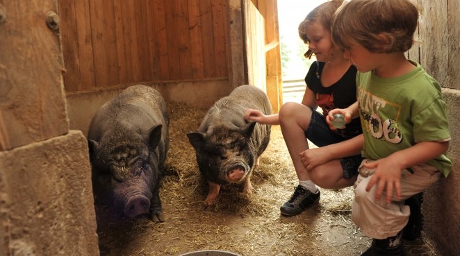 schweinestreichelnhessenbauernhofwahls_ausschnitt_662x369