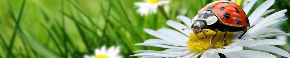 Marienkäfer auf Gänseblümchen (&copy; Fotolia.com : K.-U. Häßler )