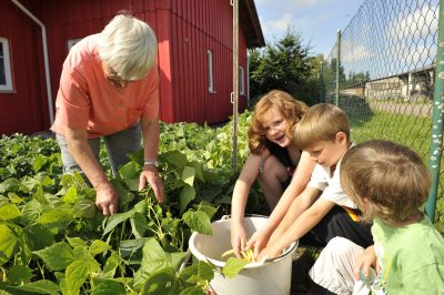 Kinder ernten im Garten (© Susanne Mölle ) Kinder ernten im Garten (© Susanne Mölle )