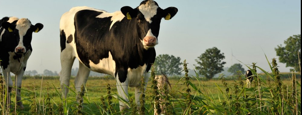khe-auf-der-weide_ausschnitt_1506x578 (&copy; Susanne Mölle )