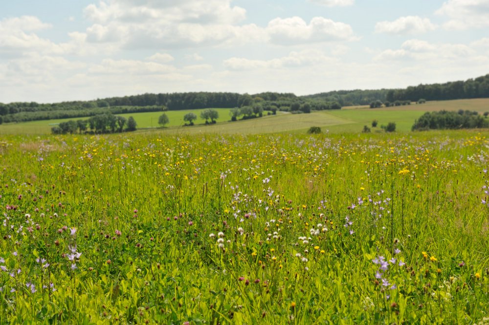 Sommerwiese (&copy; Susanne Mölle )