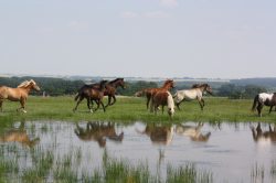 Wasserkoppel_Pferdehof_Ruhnau_1 Fr�hjahrsputz