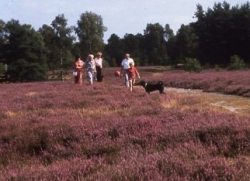 Lüneburger Heide