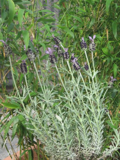 lavendel