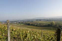 Rheingau