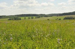 Vogelsberg