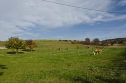 Odenwald