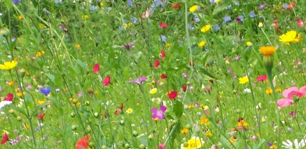 blumenwiese_ausschnitt_1086x531