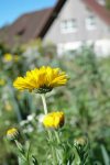 Bauerngarten UndFerienwohnung im Hintergrund