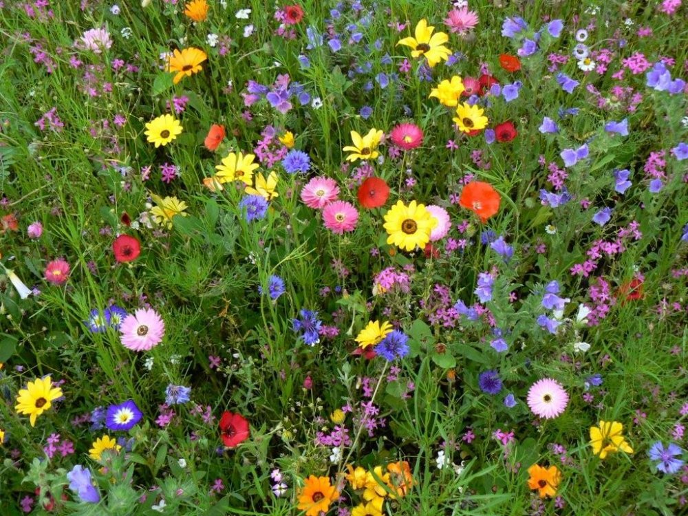 blumenwiesebunteblumenvieleblumensamenmischungwiesesommerwiese2