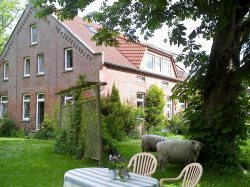 Garten und Schafe