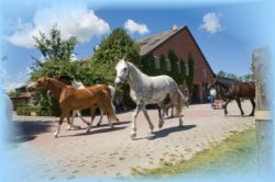 Traberhof Pferde Hooksiel