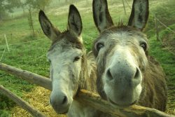 Martha und Max