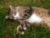 Katze Yanna