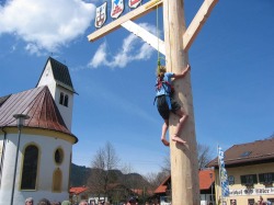 Maibaum klettern Zum Maibaum geh�rt das "Herpfen". Nur mit einem Seil gesichert erklimmen die mutigen barf��ig und mit eigener K�rperkraft den Baum.