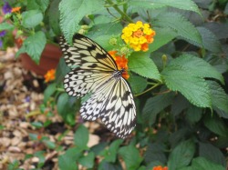 Schmetterlinge Tauchen Sie ein in eine faszinierende Welt der bunten Schmetterlingen, ein unvergessliches Erlebnis an Farbe, Vielfalt und Sch�nheit bei Blumen Hartmann in Pfronten-Wei�bach.