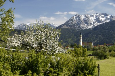 Blühender Apfelbaum (&copy; Pfronten Tourismus/ E. Reiter : Pfronten Tourismus/ E. Reiter )