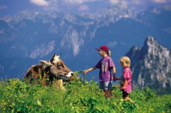 Kinder füttern Kuh Die K�he kommen im Sommer auf die Alpen, um dort auf den saftigen und gesunden Bergwiesen zu weiden. Zwischendurch werden sie auch mal von Wanderern und ihren Kindern "von Hand" gef�ttert.