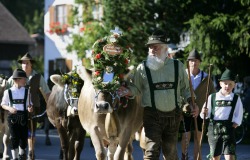 Viehscheid Eintreffen des Kranzrind von der B�renmoos beim Almabtrieb.