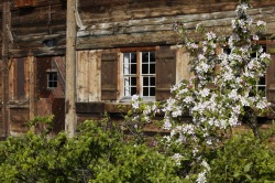 Apfelblüte am Heimathaus Apfelblüte am Heimathaus in Pfronten-Berg.
