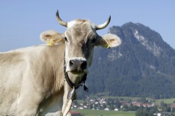 Kuh mit Blick auf Kienberg Kuh genießt die Wiesen in Pfronten Meilingen, mit Blick auf den Kienberg.