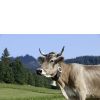 Kuh auf Weide