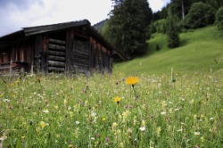Bergwiese Eine Bergwiese mit altem Stadel - eines der schönsten Plätzchen.