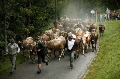 Viehscheid in Pfronten (© Pfronten Tourismus/ E. Reiter : Pfronten Tourismus/ E. Reiter ) Viehscheid in Pfronten (© Pfronten Tourismus/ E. Reiter : Pfronten Tourismus/ E. Reiter )