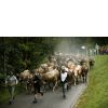 Viehscheid in...