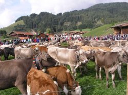 Viehscheid Rölfeuten Jedes Jahr am 3. Samstag im September ab 10.00 Uhr am Forsthaus in der Peter-Heel-Str. in Pfronten-R�fleuten.