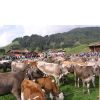 Viehscheid R�...