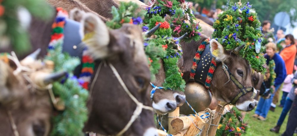 kranzrinderamviehscheid_ausschnitt_1300x598 (&copy; Pfronten Tourismus/ E. Reiter : Pfronten Tourismus/ E. Reiter )