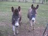 Tiere
