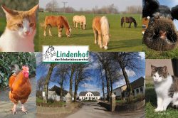 Collage vom LINDENHOF