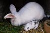 Tierbaby`s