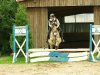 Parcoursspringen