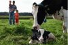 Kuh und Kalb