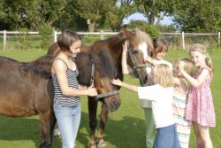 unsere Ponys