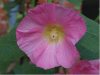 Stockrose