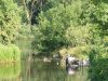 Elsbeth im teich