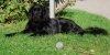 Hund Ella