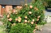 Rose Westerland