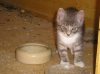 kleines Katzenkind
