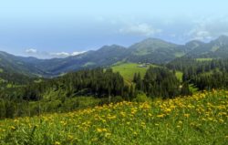 Seitenhintergrund_Sommer Jedes Jahr im Mai ist es wieder so weit: L�wenzahnbl�te in den Allg�uer Alpen.