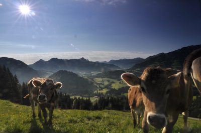 Bad Hindelang Buchelalp-Blick