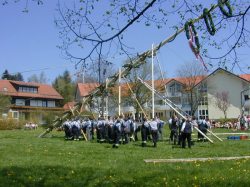 Maibaumaufstellung in Wildpoldsried