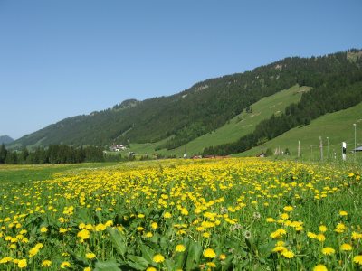 loewenzahn_fruehling
